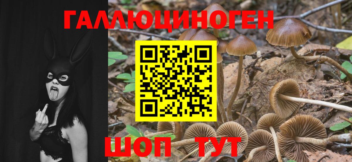 Псилоцибиновые грибы Psilocybe  Вход с VPN  Уссурийск 